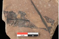 Foto (Detailansicht) von Cathaya sp. (NHMW-GEO-2024-0188-0343)